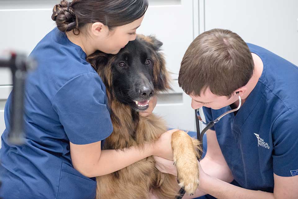 Veterinary Students Examining Dog