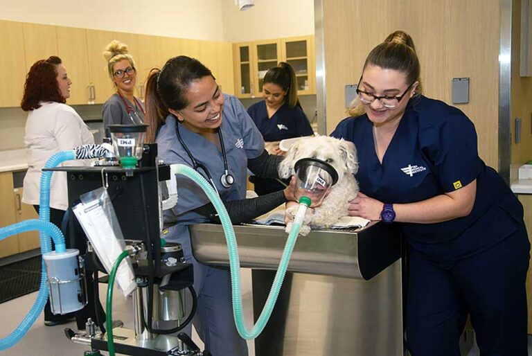 Veterinary Students Giving Oxygen to Dog