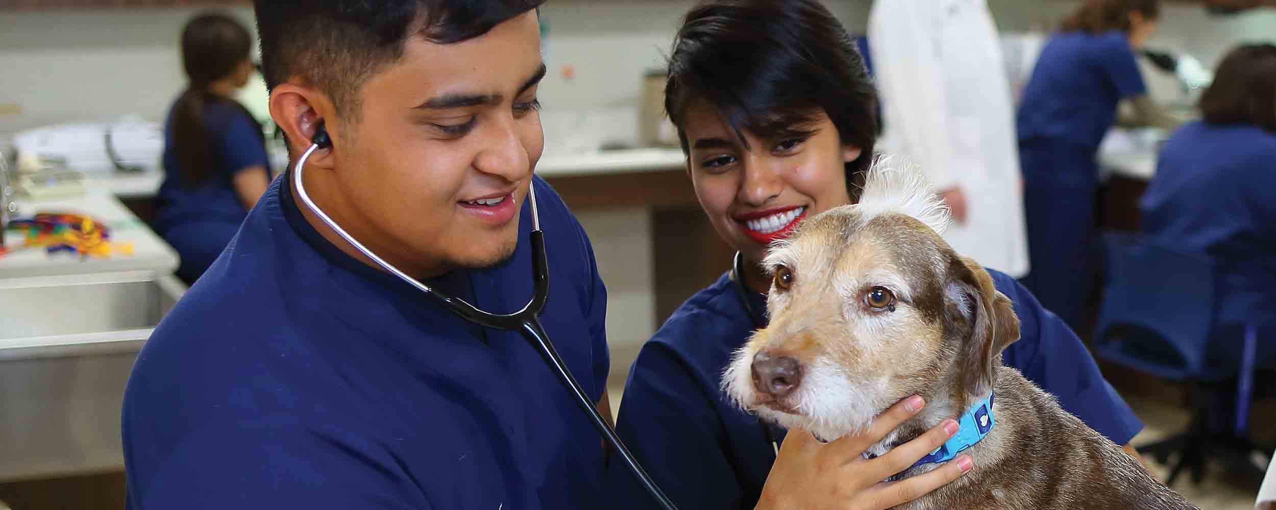 Veterinary Assistant Certificate Program