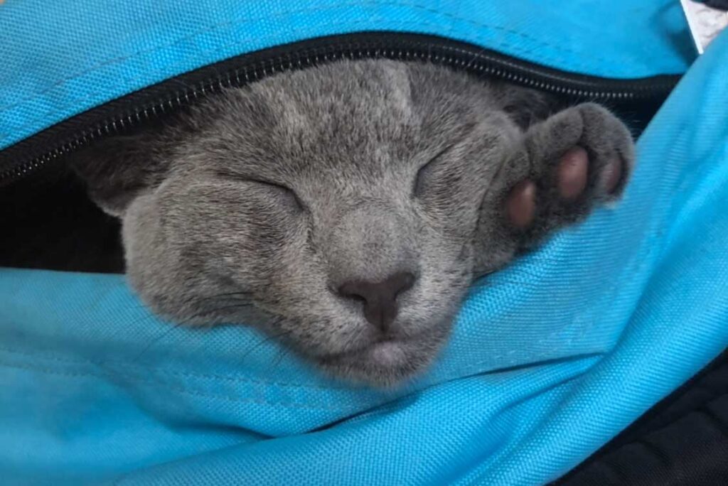 closeup photo of a cat sleeping in a backpack