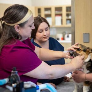 Female instructor and female student dressed in scrubs perform basic exam activities on small corgi-type dog