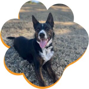 Hi, I'm Pepper Nelson and I am a wild boy cattle dog